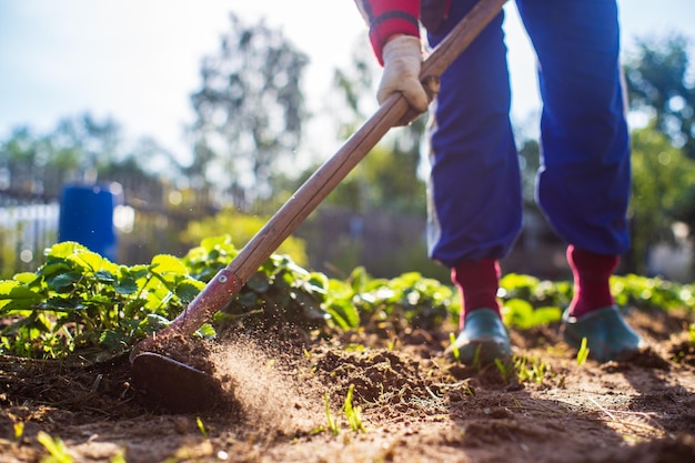 Contadino che coltiva la terra in giardino con attrezzi manuali Allentamento del suolo Concetto di giardinaggio Lavori agricoli nella piantagione