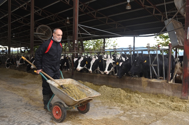 contadino che lavora con le mucche