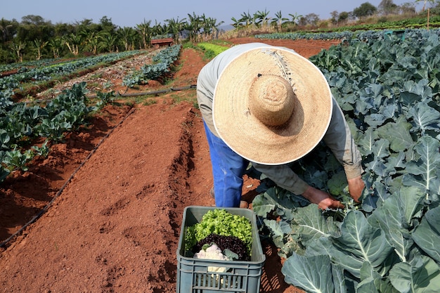 contadino che pianta cavolo nel giardino biologico.