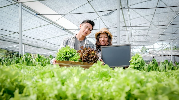 Contadino che raccoglie insalata biologica di verdure, lattuga dalla fattoria idroponica per i clienti.