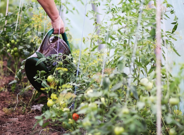 Contadino con annaffiatoio che innaffia i pomodori in serra in estate