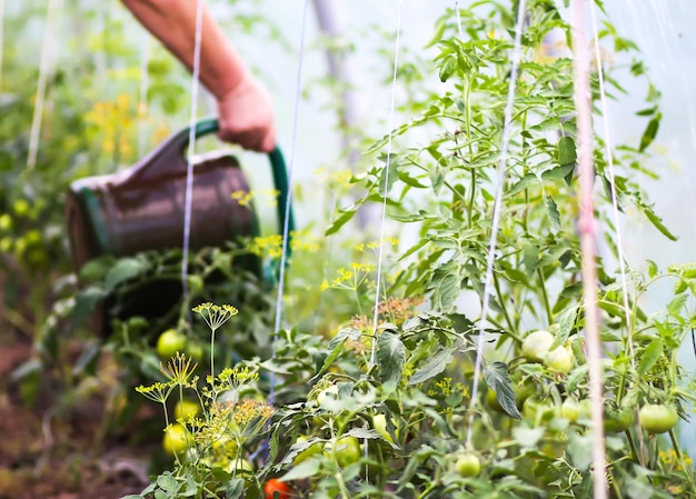 Contadino con annaffiatoio che innaffia i pomodori in serra in estate