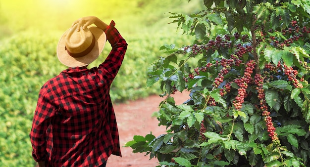 Contadino con cappello accanto sulla pianta del caffè con frutti rossi maturi, pronti per il raccolto, campo al tramonto. Spazio per il testo.