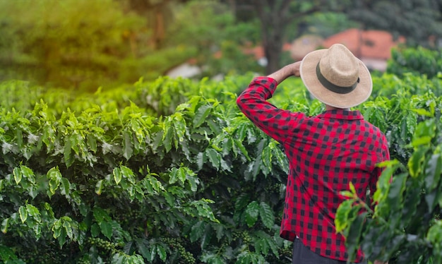 Contadino con cappello in piedi in un campo di piantagione di caffè e guarda in lontananza Lavoratore al paesaggio agricolo