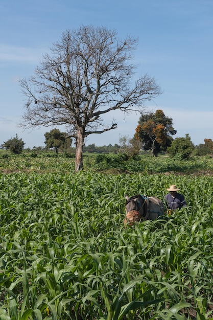 Contadino con cavallo che ara il campo di grano