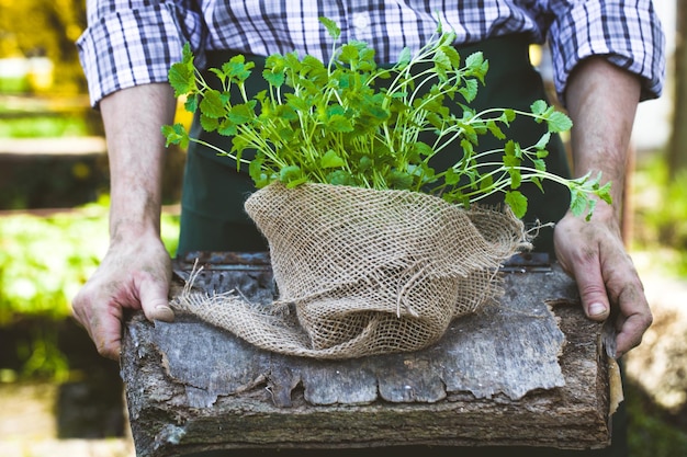 Contadino con erbe aromatiche