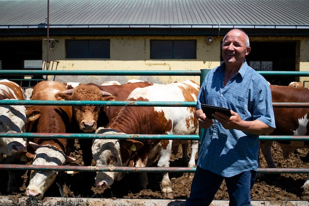 Contadino con un gruppo di forti tori muscolari animali domestici per la produzione di carne presso un'azienda agricola biologica.