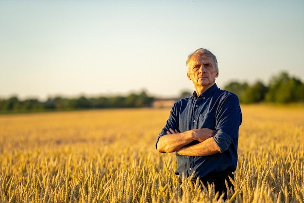 Contadino esperto in campo con raccolto secco Campo di grano dorato su sfondo sfocato Tramonto in un campo