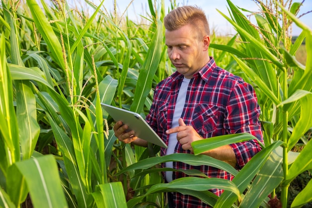 Contadino in piedi nel campo di mais e con tavoletta digitale