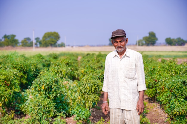 contadino indiano nel campo di peperoncino verde