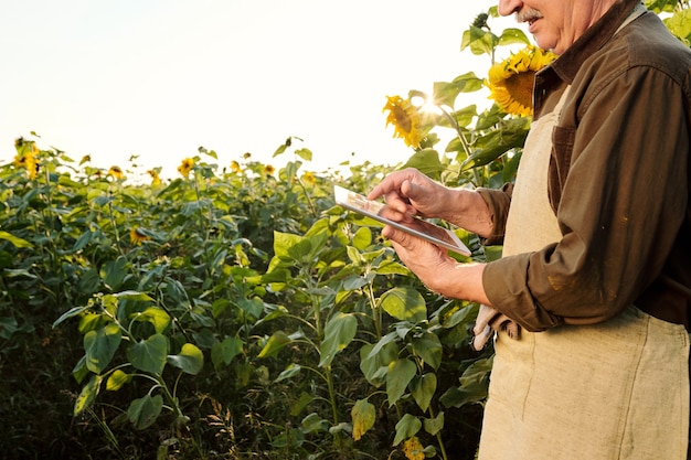 Contadino maschio anziano contemporaneo in grembiule e camicia marrone con tavoletta digitale mentre si trova tra i girasoli maturi davanti alla telecamera