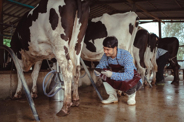 Contadino maschio che utilizza tablet per controllare il suo bestiame e la qualità del latte nell'azienda lattiero-casearia Industria agricola concetto di allevamento e zootecnia Mucca in azienda lattiero-casearia che mangia fienoCowshed