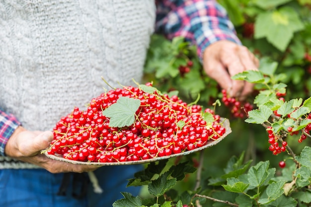 Contadino pensionato in giardino che tiene piatto pieno di ribes rosso.