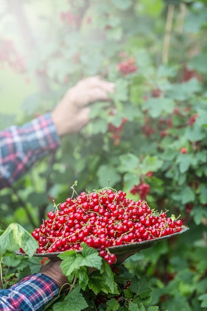 Contadino pensionato in giardino che tiene piatto pieno di ribes rosso.