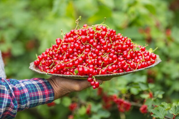 Contadino pensionato in giardino che tiene piatto pieno di ribes rosso.