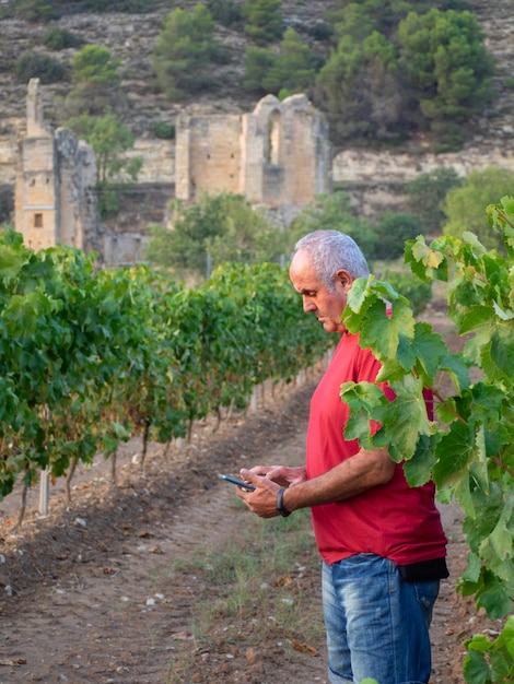 Contadino più anziano in un vigneto con un monastero in rovina sullo sfondo che guarda il suo cellulare