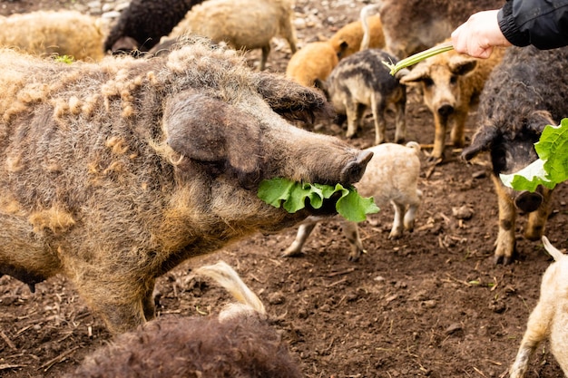 Contatta lo zoo con simpatici maialini ricci mangalica