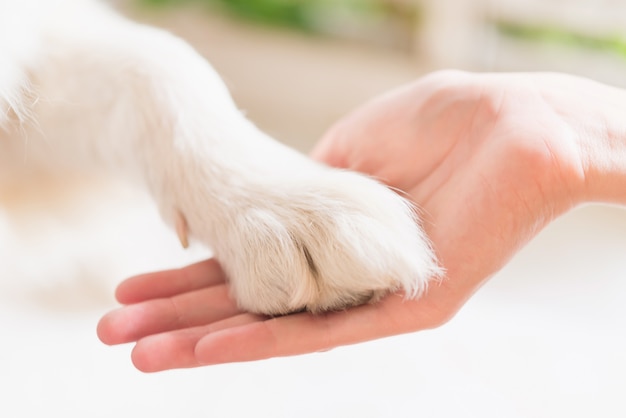 Contatto tra zampa di cane e mano umana, gesto di affetto