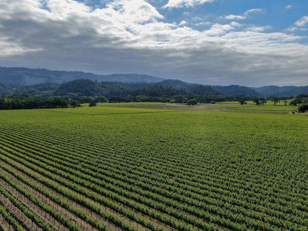 Contea di Napa nella regione vinicola della California