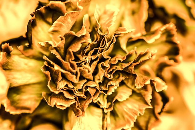 Contesto floreale astratto dei fiori di macro del fiore del garofano arancione del fondo per il disegno di marca di festa