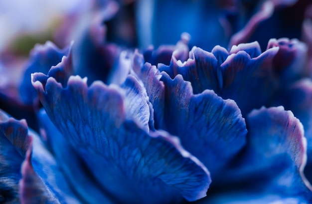 Contesto floreale astratto dei fiori di macro del fiore del garofano blu del fondo per il disegno di marca di festa