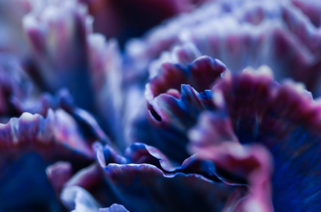 Contesto floreale astratto dei fiori di macro del fiore del garofano blu del fondo per il disegno di marca di festa