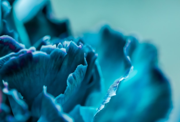 Contesto floreale astratto dei fiori di macro del fiore del garofano blu del fondo per il disegno di marca di festa