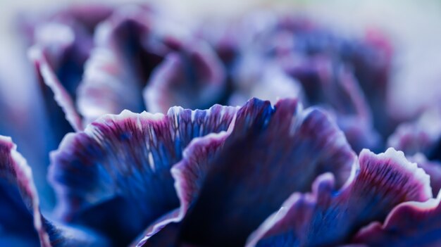 Contesto floreale astratto dei fiori di macro del fiore del garofano blu del fondo per il disegno di marca di festa