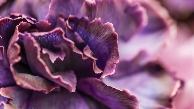 Contesto floreale astratto dei fiori di macro del fiore del garofano viola del fondo per il disegno di marca di festa