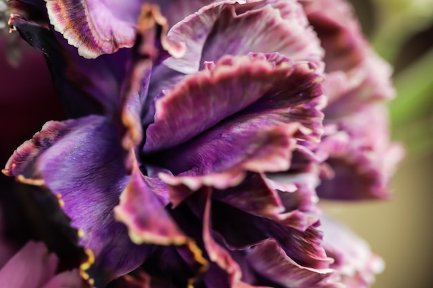 Contesto floreale astratto dei fiori di macro del fiore del garofano viola del fondo per il disegno di marca di festa