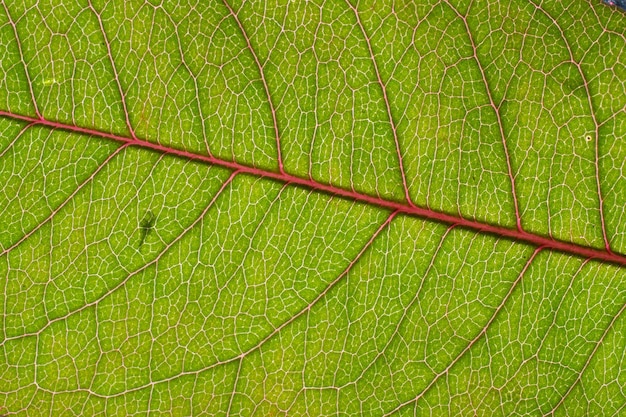 Contesto nella fotografia macro forma astratta Un dettaglio di una foglia