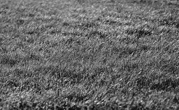 Contesto orizzontale in bianco e nero del fondo del bokeh del campo di erba