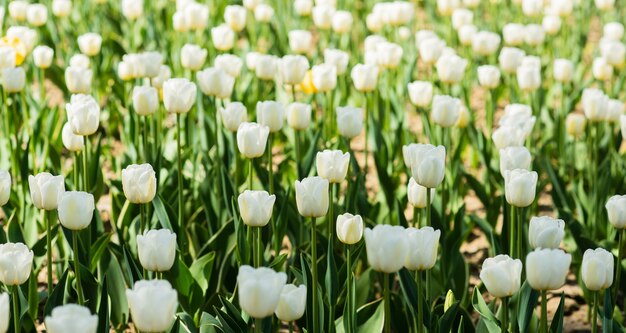 Contesto primaverile. Campo di tulipani. Fioritura di tulipani bianchi. Buona festa della mamma. Concetto di giorno delle donne. Stagione primaverile. Aroma gradevole. Concetto di giardinaggio. Coltiva il giardino dei fiori. Vacanze di primavera. Celebra il calore.