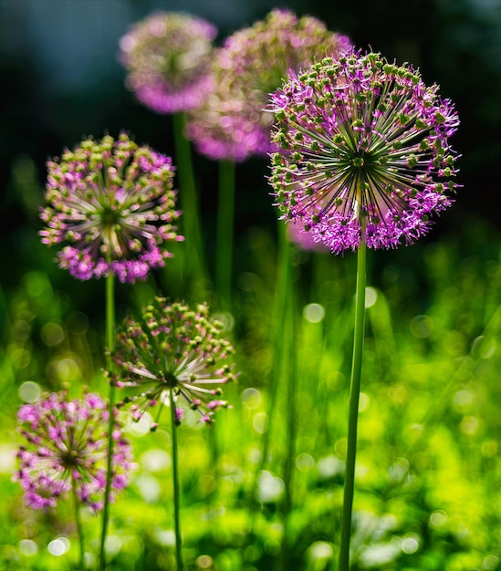 Contesto verticale vivido vibrante del fondo del bokeh del fiore viola