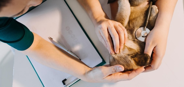 Controllo del respiro Veterinario maschio in uniforme da lavoro che ascolta il respiro di un piccolo cane con un fonendoscopio in clinica veterinaria Concetto di cura degli animali domestici