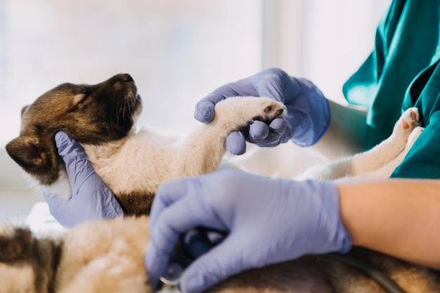 Controllo del respiro Veterinario maschio in uniforme da lavoro che ascolta il respiro di un piccolo cane con un fonendoscopio in clinica veterinaria Concetto di cura degli animali domestici