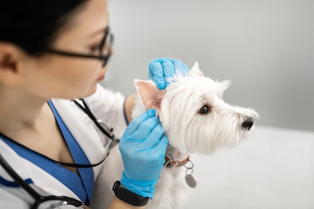 Controllo dell'orecchio. Primo piano di giovane veterinario indossando guanti blu controllando l'orecchio del cane bianco