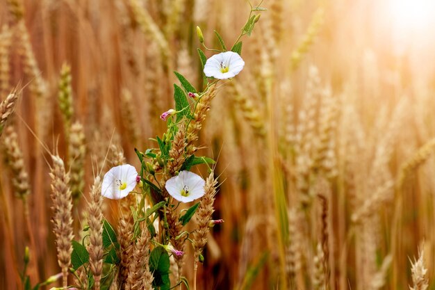 Convolvolo di campo in un campo tra spighe di grano