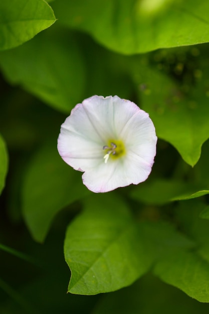 Convolvolo fiori bianchi Convolvulus arvense Europeo convolvolo Creeping Jenny Possession pianta della vite