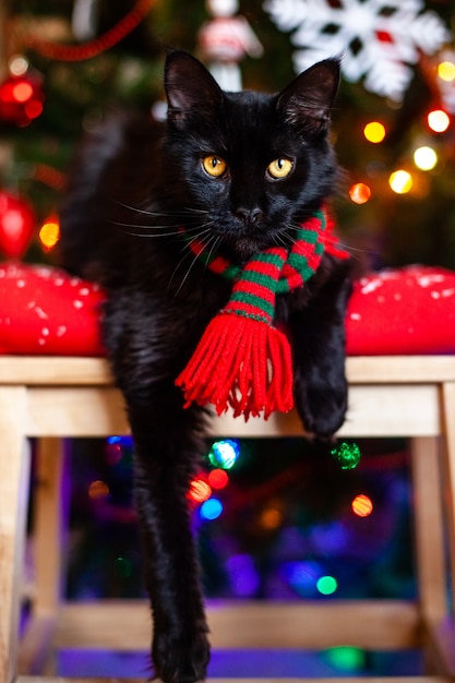 Coon nero Maine del gatto piccolo con la sciarpa rossa e verde vicino all&#39;albero di Natale