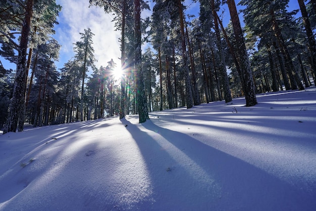 Coperta di neve fresca sul suolo della foresta e raggi di sole attraverso gli alberi. Guadarrama Madrid.