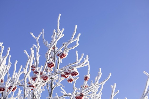 Coperto di brina rami di un cespuglio di sorbo con bacche rosse sullo sfondo di un cielo invernale blu