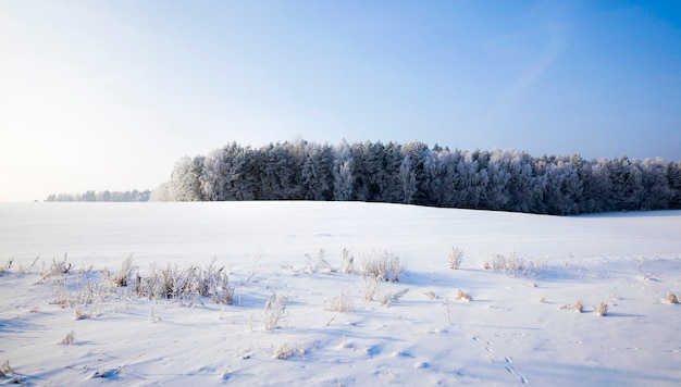 Coperto di soffice foresta di neve fresca bianca in inverno, paesaggio in condizioni di freddo gelido inverno nella soleggiata giornata luminosa
