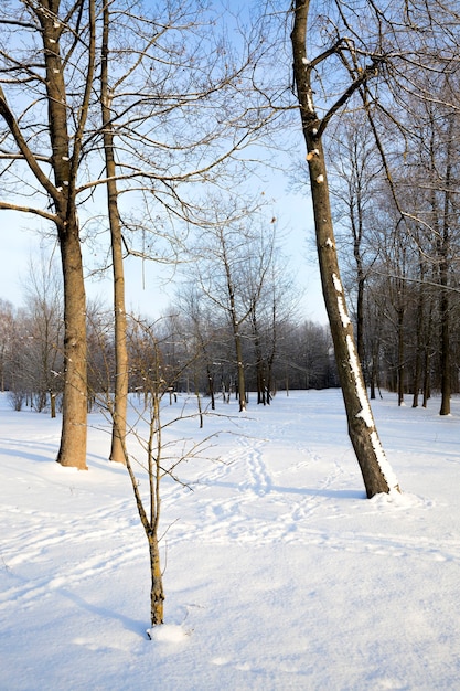 Coperto di soffice foresta di neve fresca bianca in inverno, paesaggio in condizioni di freddo gelido inverno nella soleggiata giornata luminosa