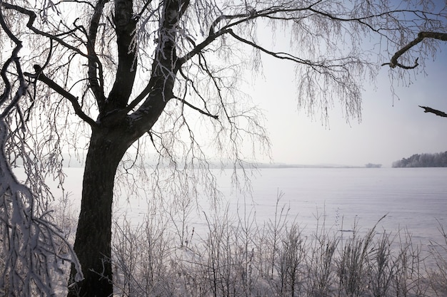 Coperto di soffice foresta di neve fresca bianca in inverno, paesaggio in condizioni di freddo gelido inverno nella soleggiata giornata luminosa