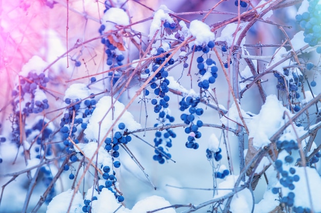 Coperto di uve da vino rosso neve sulla vite in inverno. Sfondo della natura