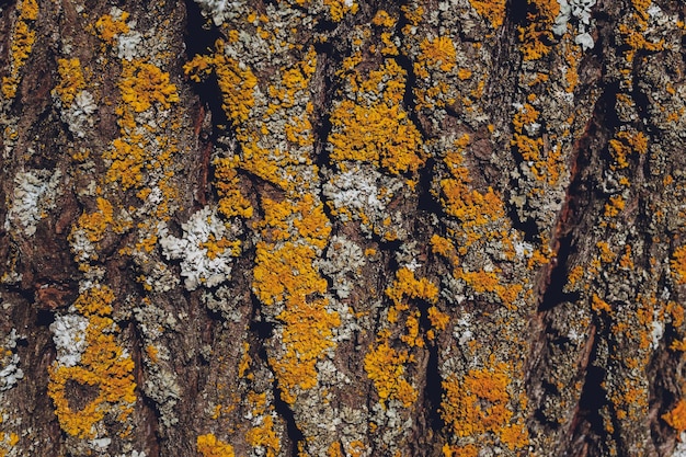 Copertura di muschio sullo sfondo della corteccia dell'albero Struttura del muschio del primo piano sulla superficie dell'albero