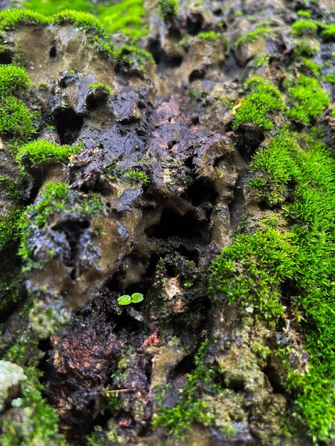 Copertura di muschio sullo sfondo della corteccia dell'albero Struttura del muschio del primo piano sulla superficie dell'albero