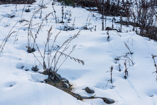 Copertura di neve profonda bianca in giardino