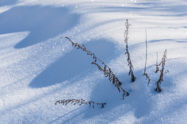 Copertura di neve profonda bianca in giardino